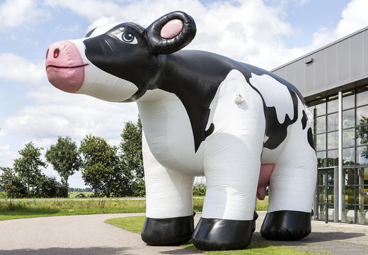 Bestel jumbo opblaasbare koe in verschillende hoogtes. Koop springkussens online bij JB Inflatables Nederland